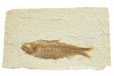 Detailed Fossil Fish (Knightia) - Wyoming #318507-1